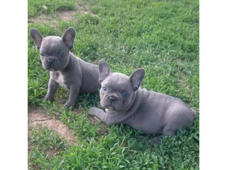 Bulldog francês Azul com 2 meses.