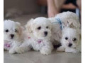 adoraveis-filhotes-bichon-maltes-raca-pura-small-0