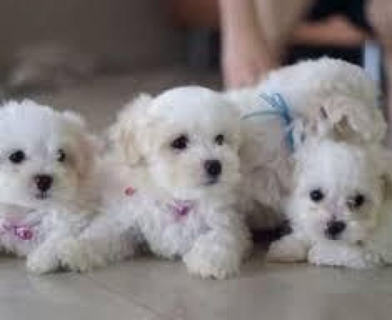 adoraveis-filhotes-bichon-maltes-raca-pura-big-0