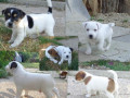 lindos-filhotes-de-raca-pura-jack-russel-small-2