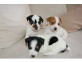 lindos-filhotes-de-raca-pura-jack-russel-small-1