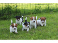 lindos-filhotes-de-raca-pura-jack-russel-small-0