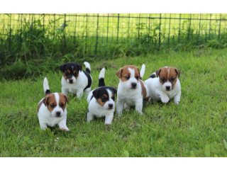 Lindos Filhotes de Raça Pura Jack Russel