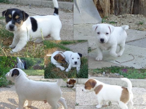 lindos-filhotes-de-raca-pura-jack-russel-big-2