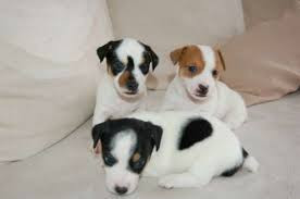 lindos-filhotes-de-raca-pura-jack-russel-big-1