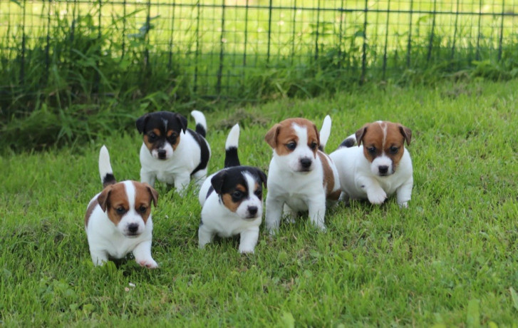 lindos-filhotes-de-raca-pura-jack-russel-big-0