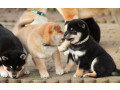 sublime-shiba-inu-filhotes-pura-raca-e-pedigree-small-1