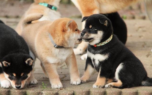 sublime-shiba-inu-filhotes-pura-raca-e-pedigree-big-1